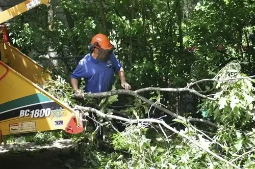 tree services Festus